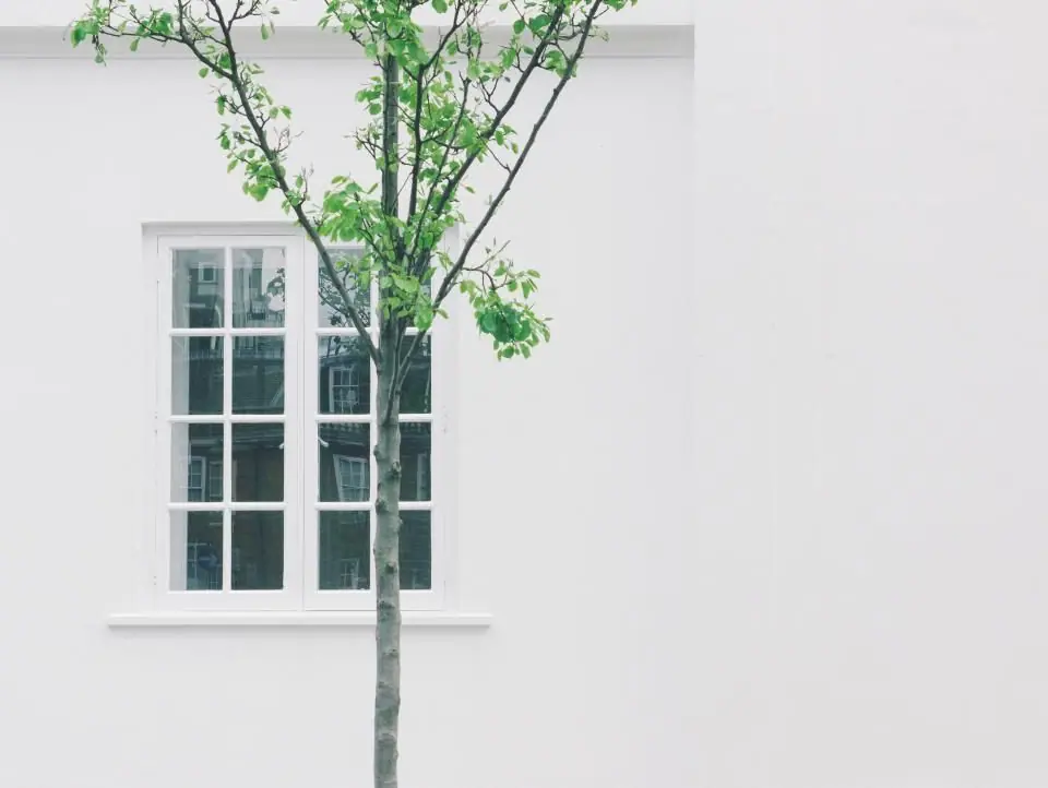A white sash window with a young tree in front
